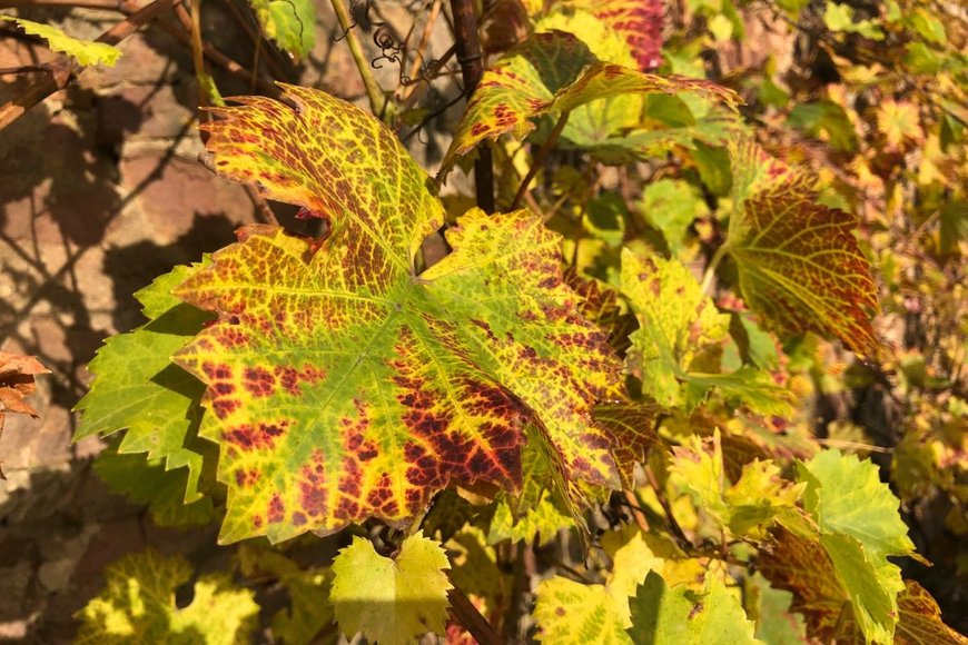 Copyright: KG Kuddewoerde Copyright: KG Kuddewoerde